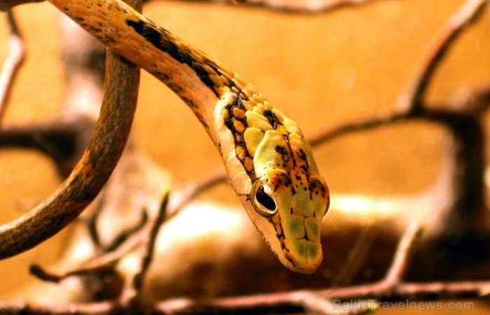 Namībija ir valsts Āfrikas dienvidrietumu piekrastē, kuras dzīvē daba neatstāj vienaldzīgu nevienu dabas mīļotāju. Foto: www.namibiatourism.com Namībija ir valsts Āfrikas dienvidrietumu piekrastē, kuras dzīvē daba neatstāj vienaldzīgu nevienu dabas mīļotāju. Foto: www.namibiatourism.com 82933