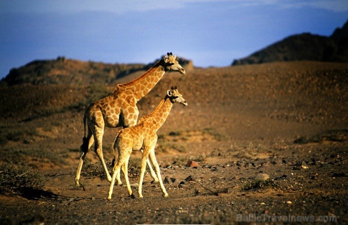 Namībija ir valsts Āfrikas dienvidrietumu piekrastē, kuras dzīvē daba neatstāj vienaldzīgu nevienu dabas mīļotāju. Foto: www.namibiatourism.com Namībija ir valsts Āfrikas dienvidrietumu piekrastē, kuras dzīvē daba neatstāj vienaldzīgu nevienu dabas mīļotāju. Foto: www.namibiatourism.com 82934