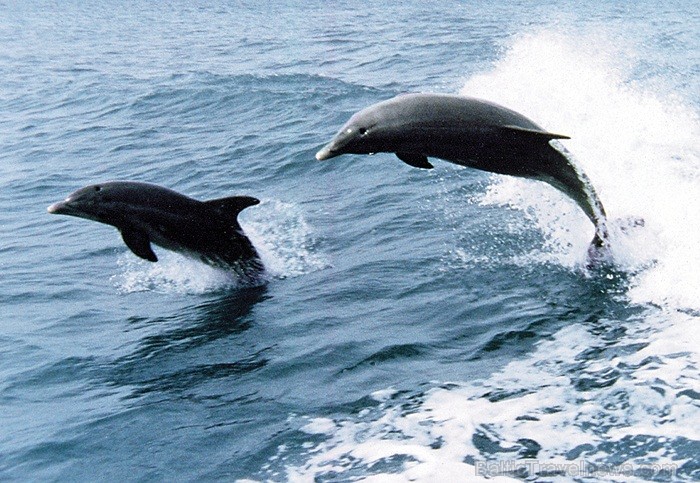 Saulainā Florida, kur saule spīd 300 dienas gadā, spēj apburt ikvienu. Foto: www.visitclearwaterflorida.com Saulainā Florida, kur saule spīd 300 dienas gadā, spēj apburt ikvienu. Foto: www.visitclearwaterflorida.com 82979