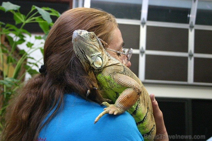 Saulainā Florida, kur saule spīd 300 dienas gadā, spēj apburt ikvienu. Foto: www.visitclearwaterflorida.com Saulainā Florida, kur saule spīd 300 dienas gadā, spēj apburt ikvienu. Foto: www.visitclearwaterflorida.com 82981
