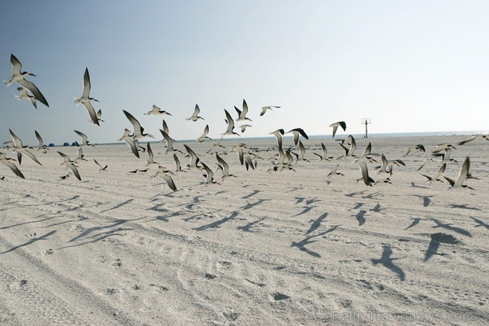 Saulainā Florida, kur saule spīd 300 dienas gadā, spēj apburt ikvienu. Foto: www.visitclearwaterflorida.com Saulainā Florida, kur saule spīd 300 dienas gadā, spēj apburt ikvienu. Foto: www.visitclearwaterflorida.com 83001