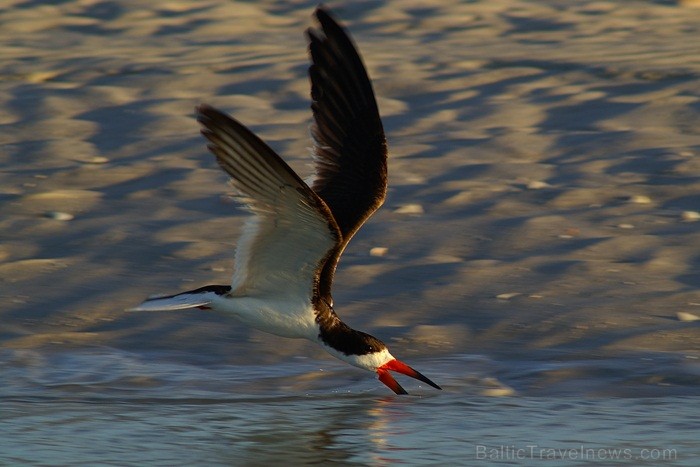 Saulainā Florida, kur saule spīd 300 dienas gadā, spēj apburt ikvienu. Foto: www.visitclearwaterflorida.com Saulainā Florida, kur saule spīd 300 dienas gadā, spēj apburt ikvienu. Foto: www.visitclearwaterflorida.com 83036