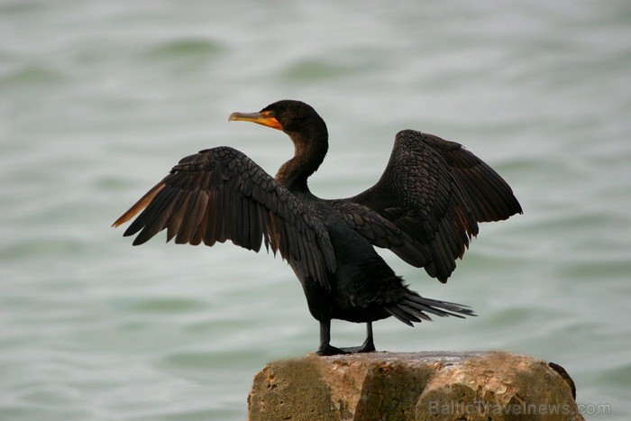 Saulainā Florida, kur saule spīd 300 dienas gadā, spēj apburt ikvienu. Foto: www.visitclearwaterflorida.com Saulainā Florida, kur saule spīd 300 dienas gadā, spēj apburt ikvienu. Foto: www.visitclearwaterflorida.com 83038