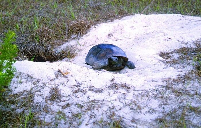 Saulainā Florida, kur saule spīd 300 dienas gadā, spēj apburt ikvienu. Foto: www.visitclearwaterflorida.com Saulainā Florida, kur saule spīd 300 dienas gadā, spēj apburt ikvienu. Foto: www.visitclearwaterflorida.com 83040