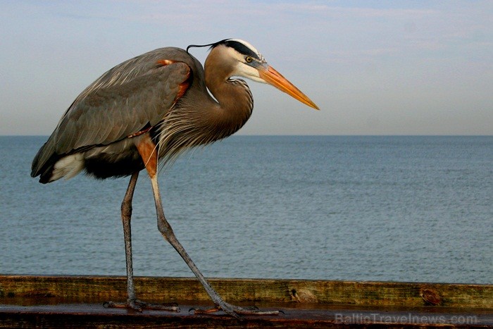 Saulainā Florida, kur saule spīd 300 dienas gadā, spēj apburt ikvienu. Foto: www.visitclearwaterflorida.com Saulainā Florida, kur saule spīd 300 dienas gadā, spēj apburt ikvienu. Foto: www.visitclearwaterflorida.com 83041