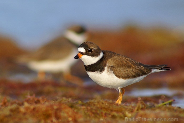 Saulainā Florida, kur saule spīd 300 dienas gadā, spēj apburt ikvienu. Foto: www.visitclearwaterflorida.com Saulainā Florida, kur saule spīd 300 dienas gadā, spēj apburt ikvienu. Foto: www.visitclearwaterflorida.com 83046
