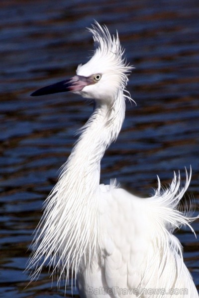 Saulainā Florida, kur saule spīd 300 dienas gadā, spēj apburt ikvienu. Foto: www.visitclearwaterflorida.com Saulainā Florida, kur saule spīd 300 dienas gadā, spēj apburt ikvienu. Foto: www.visitclearwaterflorida.com 83048