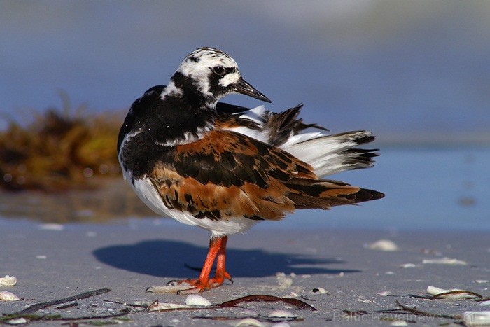 Saulainā Florida, kur saule spīd 300 dienas gadā, spēj apburt ikvienu. Foto: www.visitclearwaterflorida.com Saulainā Florida, kur saule spīd 300 dienas gadā, spēj apburt ikvienu. Foto: www.visitclearwaterflorida.com 83052