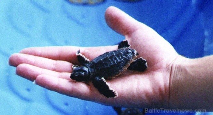 Saulainā Florida, kur saule spīd 300 dienas gadā, spēj apburt ikvienu. Foto: www.visitclearwaterflorida.com Saulainā Florida, kur saule spīd 300 dienas gadā, spēj apburt ikvienu. Foto: www.visitclearwaterflorida.com 83053