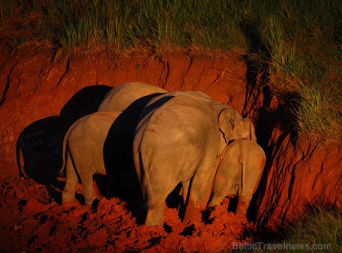 Eksotiskā Taizemes daba un fauna atklāj savu skaistuma virpuli. Foto: www.tourismthailand.org 83279