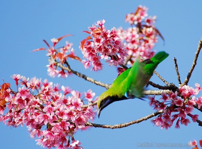Eksotiskā Taizemes daba un fauna atklāj savu skaistuma virpuli. Foto: www.tourismthailand.org 83300