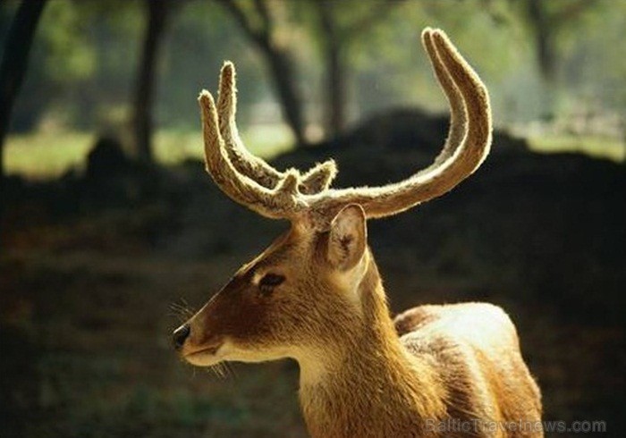Indija apbur un ļauj paraudzīties uz tās dabu un kultūru no cita skatu punkta. Foto: www.india-tourism.com Indija apbur un ļauj paraudzīties uz tās dabu un kultūru no cita skatu punkta. Foto: www.india-tourism.com 83366