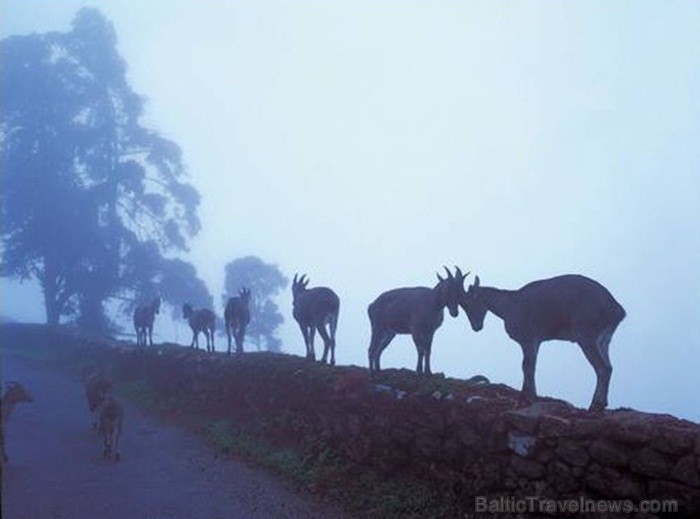 Indija apbur un ļauj paraudzīties uz tās dabu un kultūru no cita skatu punkta. Foto: www.india-tourism.com Indija apbur un ļauj paraudzīties uz tās dabu un kultūru no cita skatu punkta. Foto: www.india-tourism.com 83367