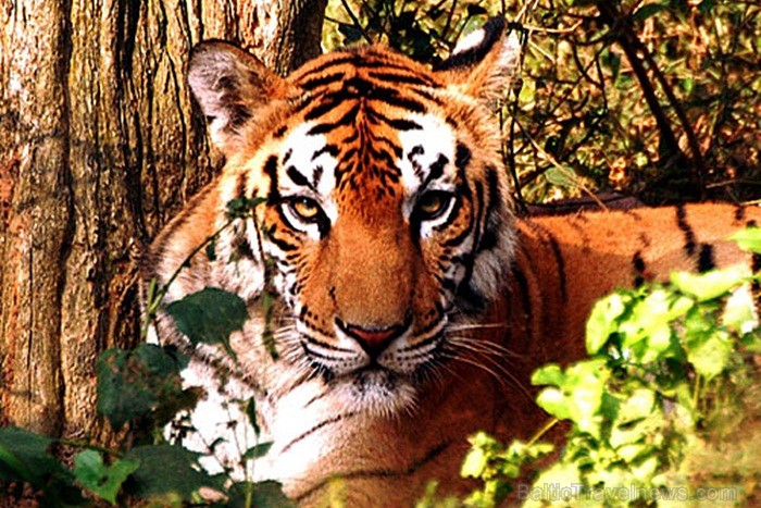 Asama ir skaists un daudzveidīgs štats Indijas ziemeļaustrumos. Foto: www.assamtourism.org 83774