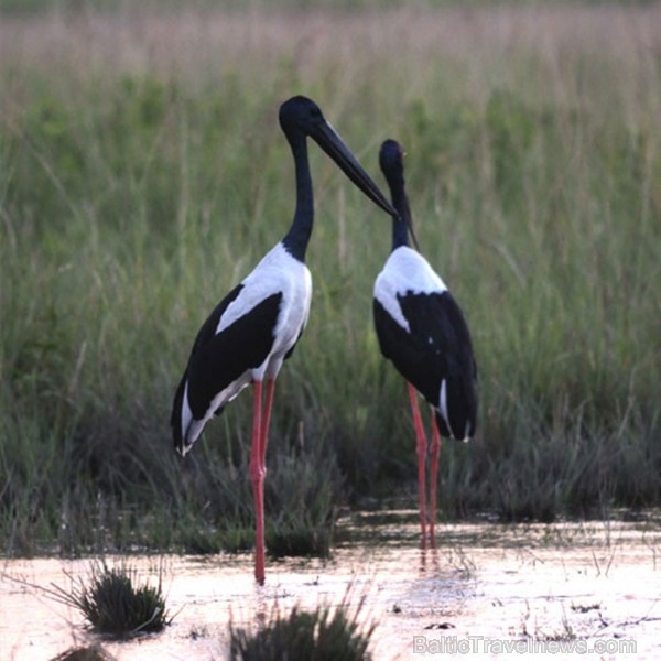 Asama ir skaists un daudzveidīgs štats Indijas ziemeļaustrumos. Foto: www.assamtourism.org 83783