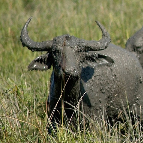Asama ir skaists un daudzveidīgs štats Indijas ziemeļaustrumos. Foto: www.assamtourism.org 83787