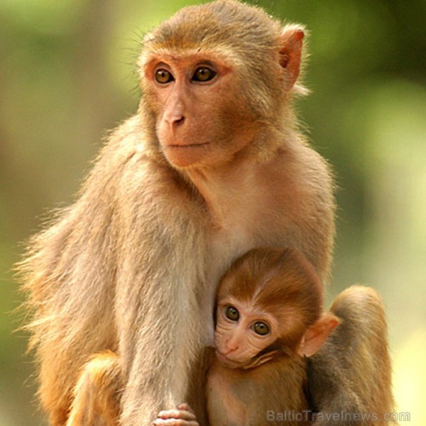 Asama ir skaists un daudzveidīgs štats Indijas ziemeļaustrumos. Foto: www.assamtourism.org 83789