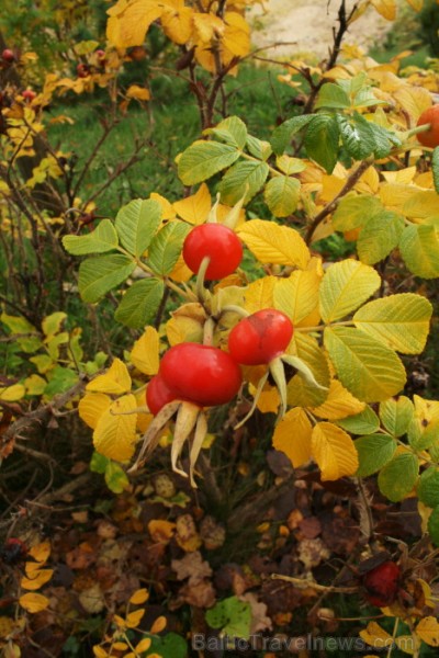 Pateicamies par sadarbību Igaunijas Veselības tūrisma apvienībai, personīgi- Aleksandrai Moorast un Elīnai Kalniņai.
Foto: www.terviseturism.ee Pateicamies par sadarbību Igaunijas Veselības tūrisma apvienībai, personīgi- Aleksandrai Moorast un Elīnai Kalniņai.
Foto: www.terviseturism.ee 84077