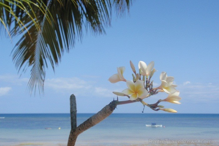 Madagaskaras sala Nosy Be jeb Lielā sala piedāvā tās viesiem plašu dabas un augu dažādību. Foto: www.a-sono.lv Madagaskaras sala Nosy Be jeb Lielā sala piedāvā tās viesiem plašu dabas un augu dažādību. Foto: www.a-sono.lv 84091