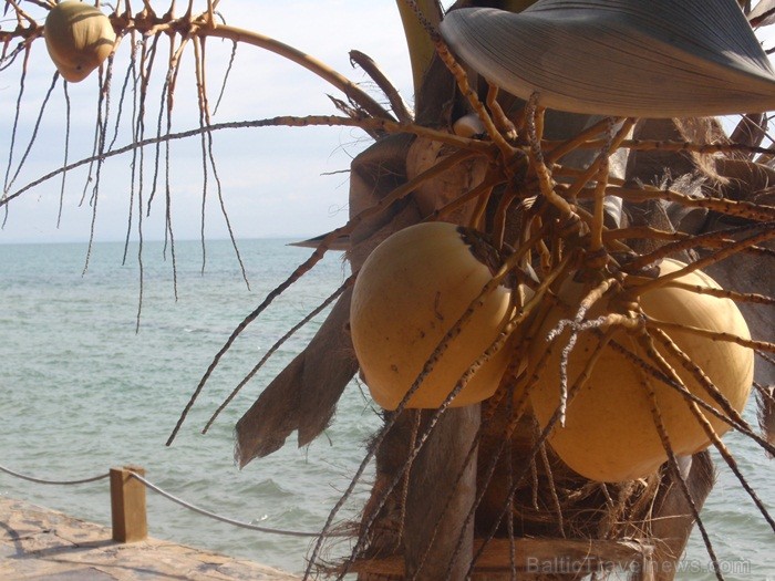 Madagaskaras sala Nosy Be jeb Lielā sala piedāvā tās viesiem plašu dabas un augu dažādību. Foto: www.a-sono.lv Madagaskaras sala Nosy Be jeb Lielā sala piedāvā tās viesiem plašu dabas un augu dažādību. Foto: www.a-sono.lv 84105
