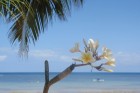 Madagaskaras sala Nosy Be