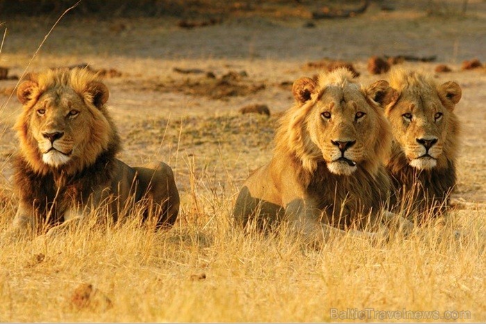 Āfrikas kontinentā Botsvāna ir labi zināma ar saviem mežonīgajiem apgabaliem un savvaļu. Foto: www.botswanatourism.co.bw Āfrikas kontinentā Botsvāna ir labi zināma ar saviem mežonīgajiem apgabaliem un savvaļu. Foto: www.botswanatourism.co.bw 84267