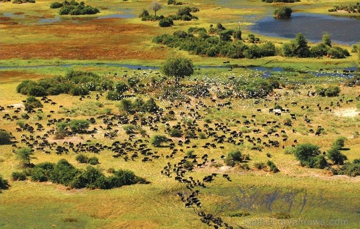 Āfrikas kontinentā Botsvāna ir labi zināma ar saviem mežonīgajiem apgabaliem un savvaļu. Foto: www.botswanatourism.co.bw Āfrikas kontinentā Botsvāna ir labi zināma ar saviem mežonīgajiem apgabaliem un savvaļu. Foto: www.botswanatourism.co.bw 84269