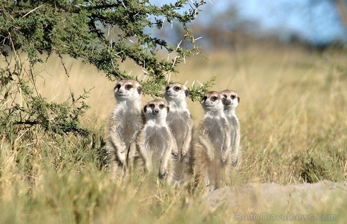 Āfrikas kontinentā Botsvāna ir labi zināma ar saviem mežonīgajiem apgabaliem un savvaļu. Foto: www.botswanatourism.co.bw Āfrikas kontinentā Botsvāna ir labi zināma ar saviem mežonīgajiem apgabaliem un savvaļu. Foto: www.botswanatourism.co.bw 84271