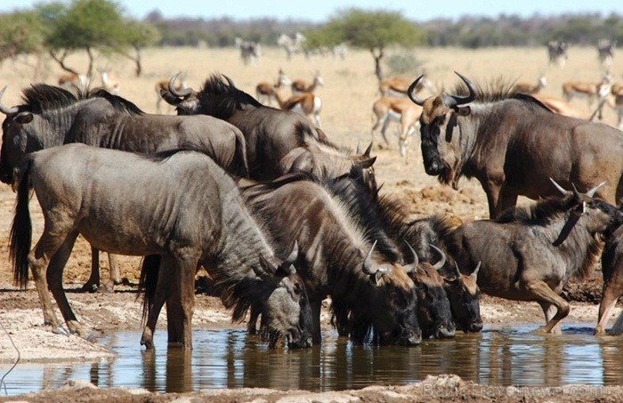 Āfrikas kontinentā Botsvāna ir labi zināma ar saviem mežonīgajiem apgabaliem un savvaļu. Foto: www.botswanatourism.co.bw Āfrikas kontinentā Botsvāna ir labi zināma ar saviem mežonīgajiem apgabaliem un savvaļu. Foto: www.botswanatourism.co.bw 84274