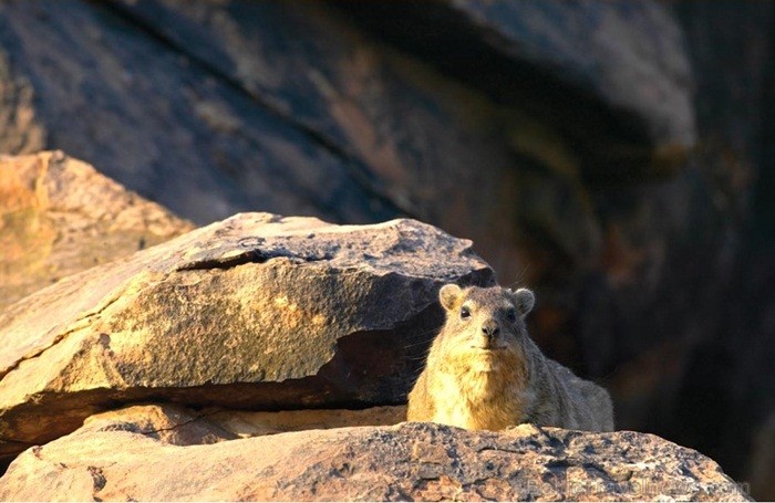 Āfrikas kontinentā Botsvāna ir labi zināma ar saviem mežonīgajiem apgabaliem un savvaļu. Foto: www.botswanatourism.co.bw Āfrikas kontinentā Botsvāna ir labi zināma ar saviem mežonīgajiem apgabaliem un savvaļu. Foto: www.botswanatourism.co.bw 84285