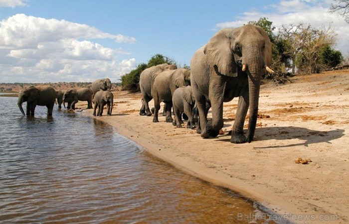 Āfrikas kontinentā Botsvāna ir labi zināma ar saviem mežonīgajiem apgabaliem un savvaļu. Foto: www.botswanatourism.co.bw Āfrikas kontinentā Botsvāna ir labi zināma ar saviem mežonīgajiem apgabaliem un savvaļu. Foto: www.botswanatourism.co.bw 84286