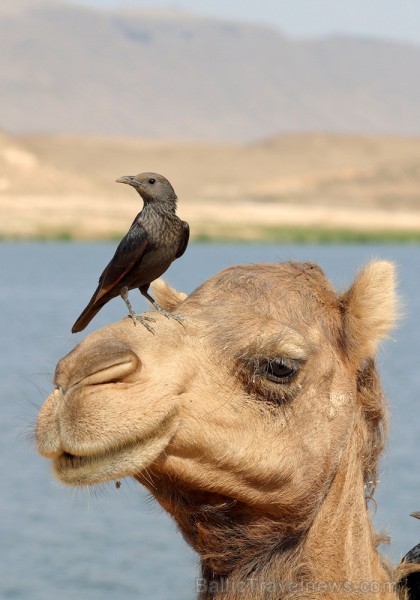 Omānas Sultanāts tiek dēvēts par vienu no tradicionālākajām un skaistākajām arābu zemēm. Foto: Oman Ministry of Tourism Omānas Sultanāts tiek dēvēts par vienu no tradicionālākajām un skaistākajām arābu zemēm. Foto: Oman Ministry of Tourism 86798