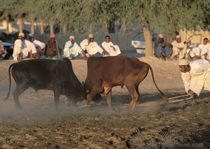 Omānas Sultanāts tiek dēvēts par vienu no tradicionālākajām un skaistākajām arābu zemēm. Foto: Oman Ministry of Tourism Omānas Sultanāts tiek dēvēts par vienu no tradicionālākajām un skaistākajām arābu zemēm. Foto: Oman Ministry of Tourism 86808