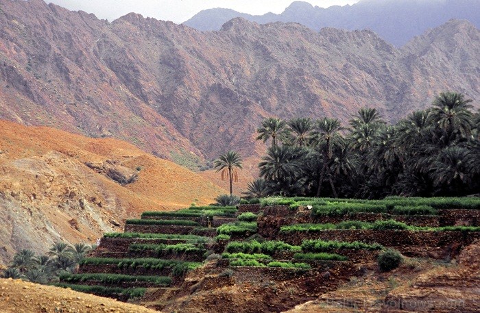 Omānas Sultanāts tiek dēvēts par vienu no tradicionālākajām un skaistākajām arābu zemēm. Foto: Oman Ministry of Tourism Omānas Sultanāts tiek dēvēts par vienu no tradicionālākajām un skaistākajām arābu zemēm. Foto: Oman Ministry of Tourism 86815