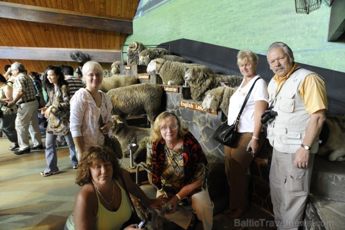 Nākošajā dienā mēs baudījām Agrodome šovu, kas ir tradicionālais Jaunzēlandes pasākums, kur var iepazīsties ar Jaunzēlandes kultūru - www.traveltime.l 89466