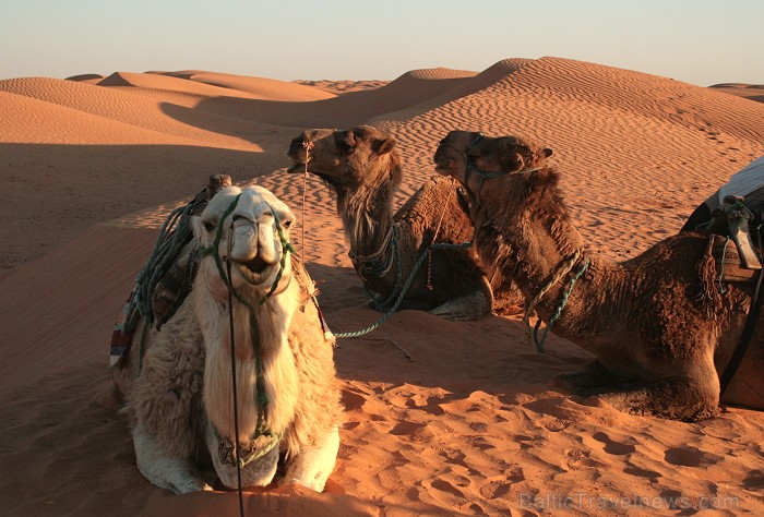 Dodies ar kamieli iepazīt Sahāras saullēktu Tunisijā. Vairāk informācijas par Tunisiju kā tūrisma galamērķi www.tourisme.gov.tn Dodies ar kamieli iepazīt Sahāras saullēktu Tunisijā. Vairāk informācijas par Tunisiju kā tūrisma galamērķi www.tourisme.gov.tn 90035