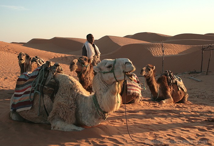 Dodies ar kamieli iepazīt Sahāras saullēktu Tunisijā. Vairāk informācijas par Tunisiju kā tūrisma galamērķi www.tourisme.gov.tn Dodies ar kamieli iepazīt Sahāras saullēktu Tunisijā. Vairāk informācijas par Tunisiju kā tūrisma galamērķi www.tourisme.gov.tn 90036