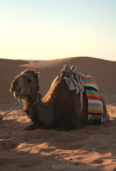Dodies ar kamieli iepazīt Sahāras saullēktu Tunisijā. Vairāk informācijas par Tunisiju kā tūrisma galamērķi www.tourisme.gov.tn Dodies ar kamieli iepazīt Sahāras saullēktu Tunisijā. Vairāk informācijas par Tunisiju kā tūrisma galamērķi www.tourisme.gov.tn 90038