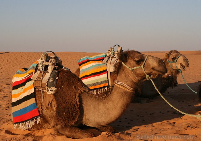 Dodies ar kamieli iepazīt Sahāras saullēktu Tunisijā. Vairāk informācijas par Tunisiju kā tūrisma galamērķi www.tourisme.gov.tn Dodies ar kamieli iepazīt Sahāras saullēktu Tunisijā. Vairāk informācijas par Tunisiju kā tūrisma galamērķi www.tourisme.gov.tn 90040