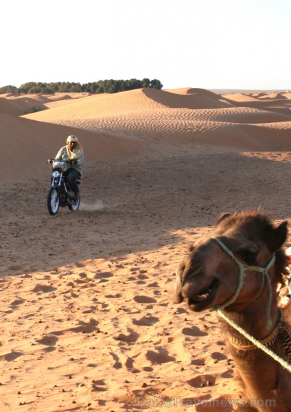 Dodies ar kamieli iepazīt Sahāras saullēktu Tunisijā. Vairāk informācijas par Tunisiju kā tūrisma galamērķi www.tourisme.gov.tn Dodies ar kamieli iepazīt Sahāras saullēktu Tunisijā. Vairāk informācijas par Tunisiju kā tūrisma galamērķi www.tourisme.gov.tn 90044