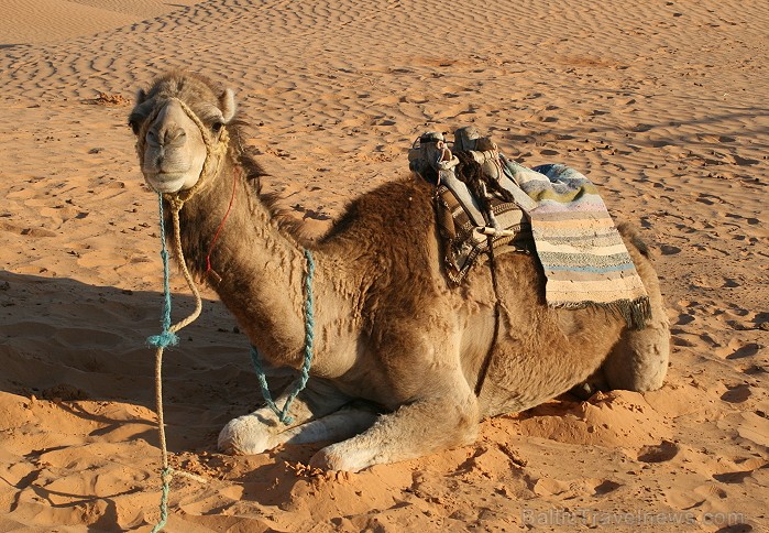 Dodies ar kamieli iepazīt Sahāras saullēktu Tunisijā. Vairāk informācijas par Tunisiju kā tūrisma galamērķi www.tourisme.gov.tn Dodies ar kamieli iepazīt Sahāras saullēktu Tunisijā. Vairāk informācijas par Tunisiju kā tūrisma galamērķi www.tourisme.gov.tn 90045