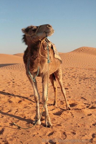 Dodies ar kamieli iepazīt Sahāras saullēktu Tunisijā. Vairāk informācijas par Tunisiju kā tūrisma galamērķi www.tourisme.gov.tn Dodies ar kamieli iepazīt Sahāras saullēktu Tunisijā. Vairāk informācijas par Tunisiju kā tūrisma galamērķi www.tourisme.gov.tn 90048