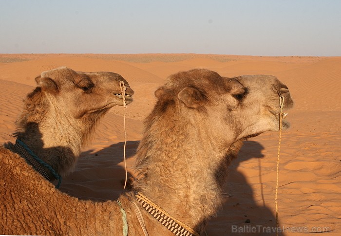 Dodies ar kamieli iepazīt Sahāras saullēktu Tunisijā. Vairāk informācijas par Tunisiju kā tūrisma galamērķi www.tourisme.gov.tn Dodies ar kamieli iepazīt Sahāras saullēktu Tunisijā. Vairāk informācijas par Tunisiju kā tūrisma galamērķi www.tourisme.gov.tn 90050