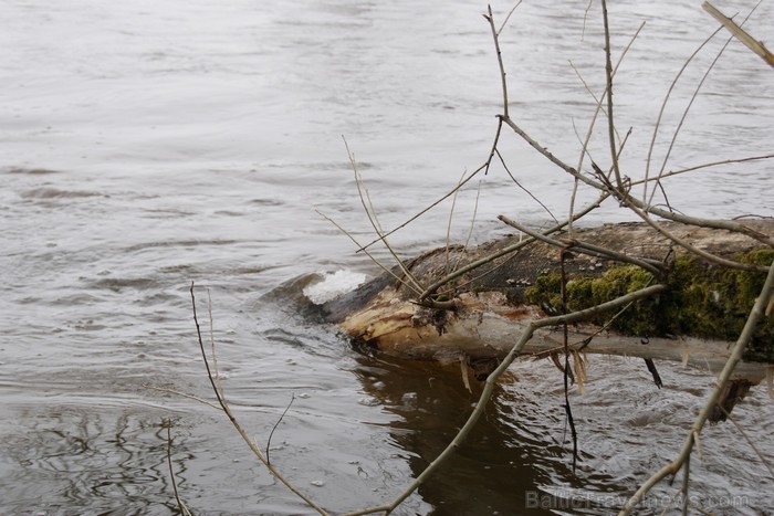 Ledus kušana Latvijas un Lietuvas pierobežas upē Mēmelē jeb Nemunelē. Upes otrā krastā jau Lietuva. Ledus kušana Latvijas un Lietuvas pierobežas upē Mēmelē jeb Nemunelē. Upes otrā krastā jau Lietuva. 91903