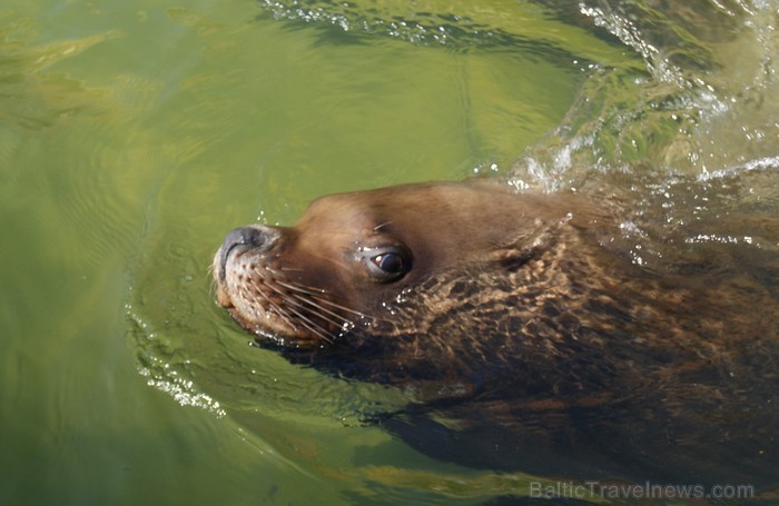 Kuršu kāpa. Jūras muzeja un Delfinārija iemītnieki priecē apmeklētājus www.visitlithuania.net 92035