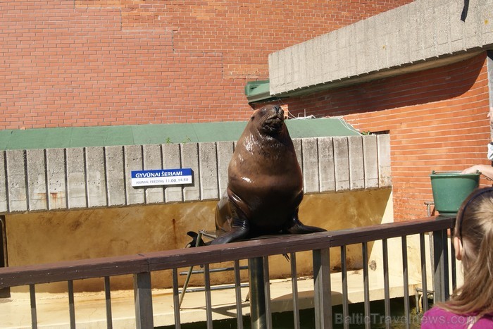 Kuršu kāpa. Jūras muzeja un Delfinārija iemītnieki priecē apmeklētājus www.visitlithuania.net 92036