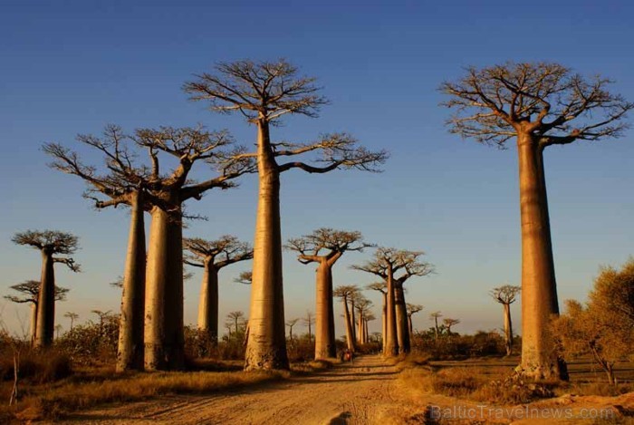 Madagaskaru apmēram 5.000 kilometru garumā apskalo Indijas okeāns. Tā ir viena no vecākajām salām pasaulē un noteikti pārsteigs katru tās apmeklētāju Madagaskaru apmēram 5.000 kilometru garumā apskalo Indijas okeāns. Tā ir viena no vecākajām salām pasaulē un noteikti pārsteigs katru tās apmeklētāju 92203