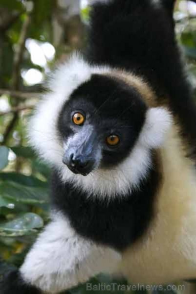 Madagaskaru apmēram 5.000 kilometru garumā apskalo Indijas okeāns. Tā ir viena no vecākajām salām pasaulē un noteikti pārsteigs katru tās apmeklētāju Madagaskaru apmēram 5.000 kilometru garumā apskalo Indijas okeāns. Tā ir viena no vecākajām salām pasaulē un noteikti pārsteigs katru tās apmeklētāju 92206