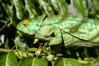 Krāsainā Madagaskaras sala aicina ciemos