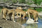 Kristiansannas Zooloģiskais dārzs un Atrakciju parks aicina ģimenes baudīt pilnvērtīgu atpūtu